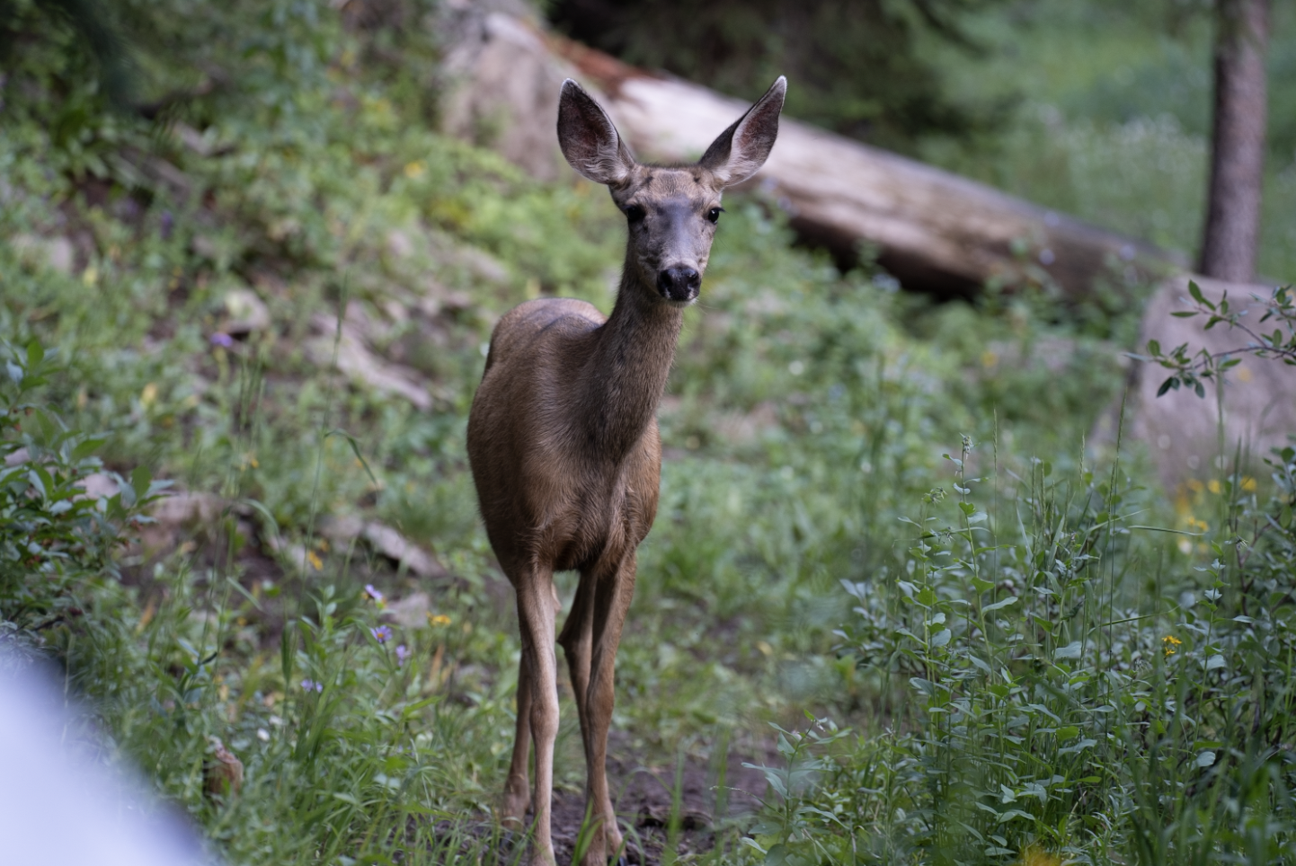 A young deer walks up to our camp