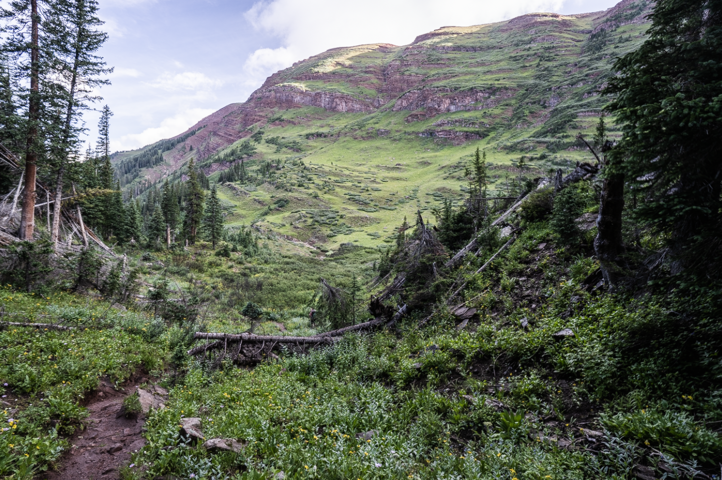 Lush expansive gully